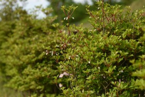 20170506　ドウダンツツジ（灯台躑躅)の花 (1)